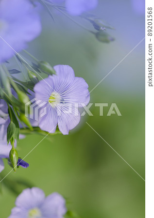 Blue flowers of flax Blue flowers of flax 89201568