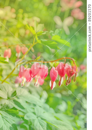 Dicentra spectabils over nature background Dicentra spectabils over nature background 89201570