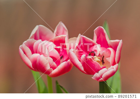 Double tulip Drumline Double tulip Drumline 89201571