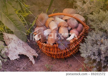 Basket with mushrooms. Delicious organic mushroom. Basket with mushrooms. Delicious organic mushroom. 89201572