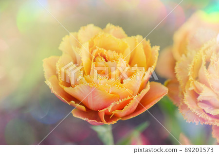 Sensual Touch tulip. Orange double petal tulip Sensual Touch tulip. Orange double petal tulip 89201573