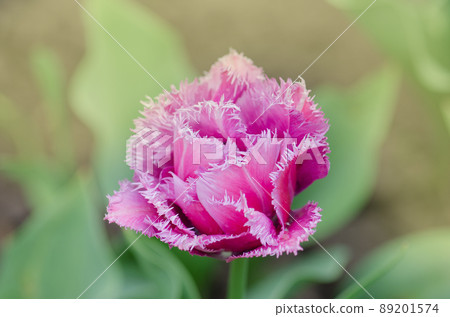 Terry fringed tulip Mascotte in garden Terry fringed tulip Mascotte in garden 89201574