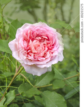 Pink rose flower in garden Pink rose flower in garden 89201575