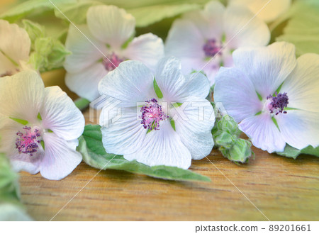 Althaea officinalis marshmallow. Althaea officinalis marshmallow. 89201661