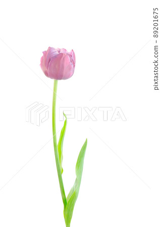 Isolated pink tulip Isolated pink tulip 89201675