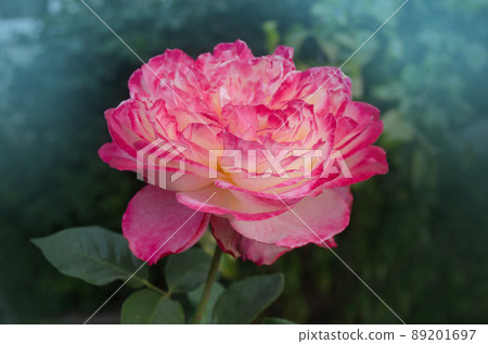Rose with two colors in a single flower.  89201697