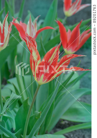 Beautiful tulip with stripe. Acuminata flower tulip 89201763