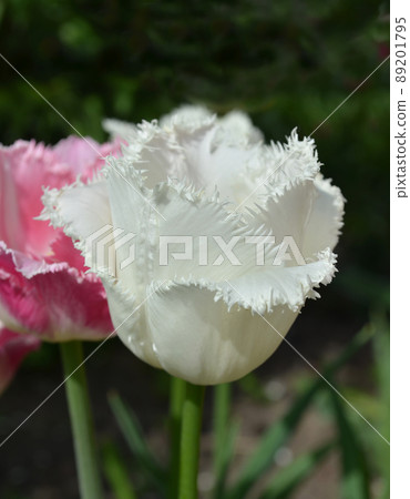 White frilly tulip White frilly tulip 89201795