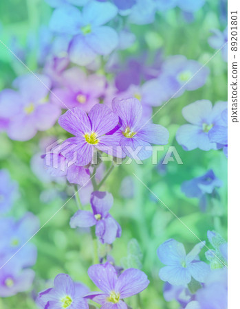 Purple Aubrieta flowers. Purple spring flowers in the garden Purple Aubrieta flowers. Purple spring flowers in the garden 89201801