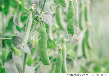 Green peas growing in the garden Green peas growing in the garden 89201833