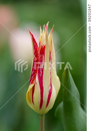 Beautiful tulip lily Marilyn 89201847