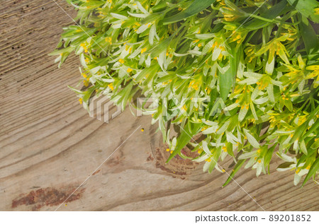 Gagea lutea flowers Gagea lutea flowers 89201852