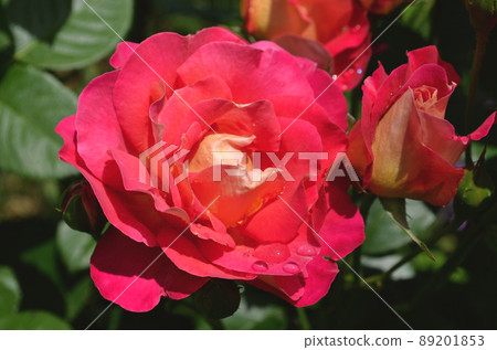 Red roses flower Red roses flower 89201853