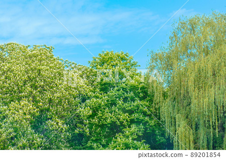 Spring  tree in the morning sun. Green spring landscape 89201854