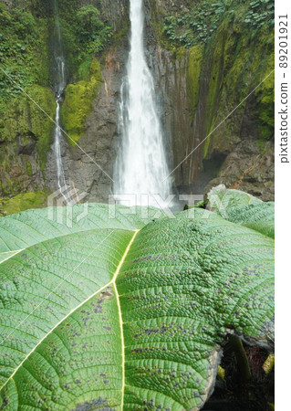 Bajos del Toro Waterfall of Costa Rica Drone Bajos del Toro Waterfall of Costa Rica Drone 89201921