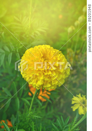 Yellow Marigolds flower Yellow Marigolds flower 89201948