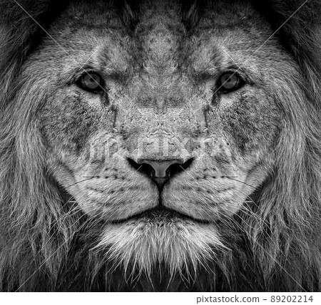 Portrait of beautiful African lionin black and white Portrait of beautiful African lionin black and white 89202214