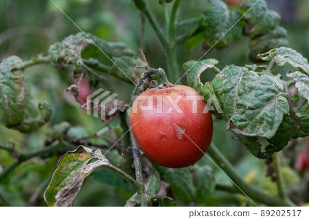 Fungal diseases of tomatoes Late blight is one of the most dangerous diseases Fungal diseases of tomatoes Late blight is one of the most dangerous diseases 89202517