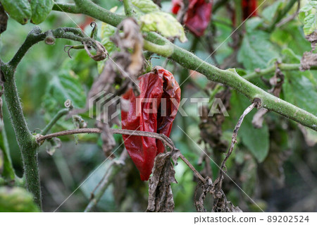 Fungal diseases of tomatoes Late blight is one of the most dangerous diseases Fungal diseases of tomatoes Late blight is one of the most dangerous diseases 89202524