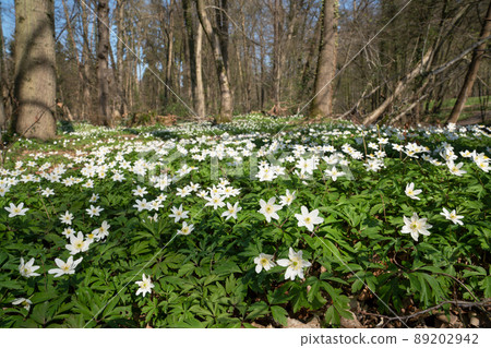 Windflower, Anemone nemorosa Windflower, Anemone nemorosa 89202942