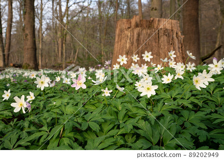 Windflower, Anemone nemorosa 89202949