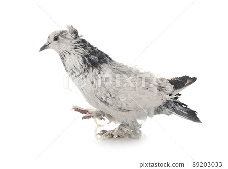 Frillback pigeon in studio 89203033
