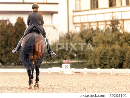 Classic Dressage horse. Equestrian sport. Dressage of horses in the arena. Sports stallion in the bridle. The leg of the rider in the stirrup. Equestrian competition show Classic Dressage horse. Equestrian sport. Dressage of horses in the arena. Sports stallion in the bridle. The leg of the rider in the stirrup. Equestrian competition show 89203191
