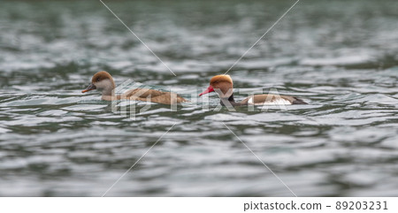 Female and male couple red-crested pochard ducks, netta rufina, on water 89203231