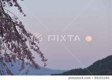 Hakushu-cho, Hokuto City, the moon and weeping cherry blossoms on the 14th night of April rising in the evening sky 89203260