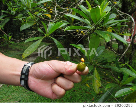 堅果汁燃燒的“煤油樹” 89203293