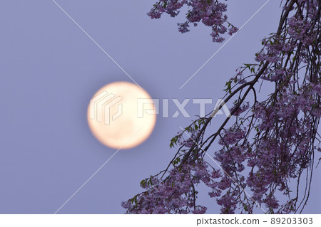 北斗市白州町 4 月 14 日夜晚的月亮和垂枝櫻花在傍晚的天空中升起 北斗市白州町 4 月 14 日夜晚的月亮和垂枝櫻花在傍晚的天空中升起 89203303