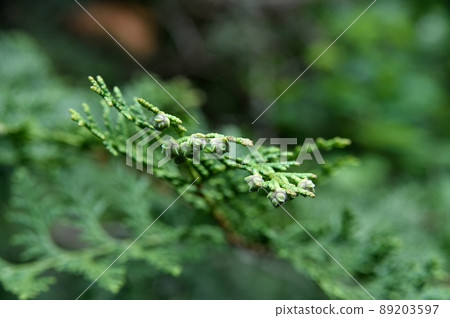 Hinoki's female flower 89203597