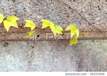 Ivy crawling on a stone wall 89203690