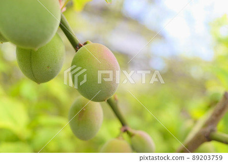Precocious plum fruit taken in close-up Precocious plum fruit taken in close-up 89203759