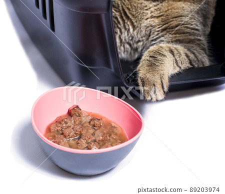 isolated image, a cat stuck its paw out of a cat carrier, a bowl of food 89203974
