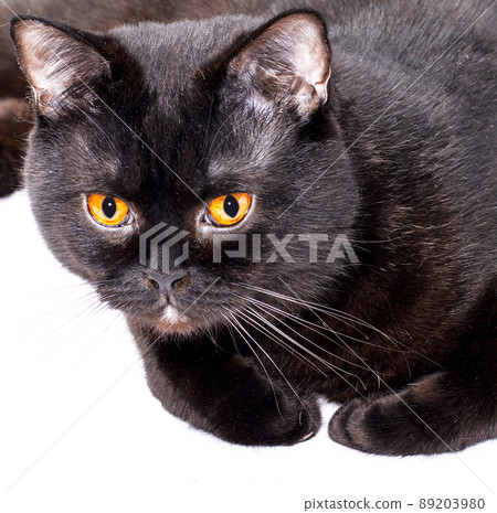close-up portrait of a beautiful black Scottish straight cat lying on a white background 89203980