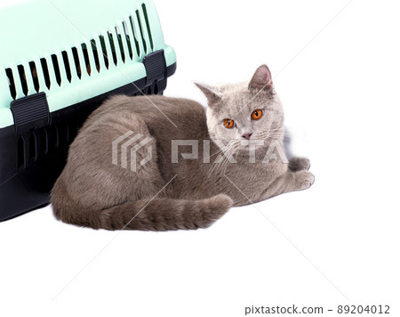 isolated image, A Scottish fawn cat sitting near a cat carrier for carrying animals 89204012