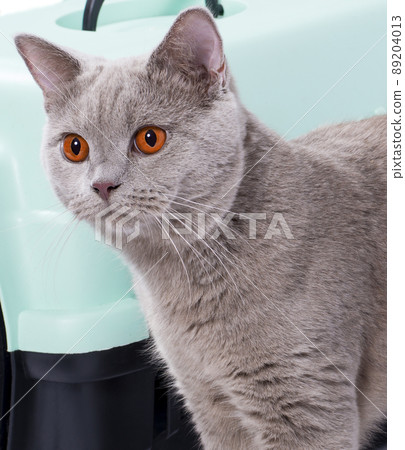 isolated image, a beautiful Scottish lilac cat sitting near a cat carrier for carrying animals, 89204013