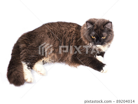 brown Scottish-British Highland cat lying on a white background brown Scottish-British Highland cat lying on a white background 89204014