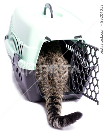 isolated image, a tiger cat enters a cat carrier isolated image, a tiger cat enters a cat carrier 89204015