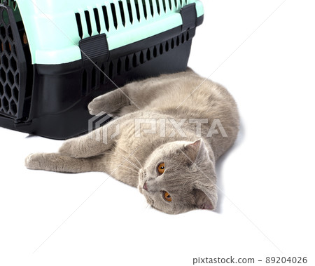 beautiful Scottish cat was lying near a cat carrier for carrying animals 89204026
