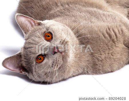 close-up portrait of a beautiful Scottish British cat lying on a white background close-up portrait of a beautiful Scottish British cat lying on a white background 89204028