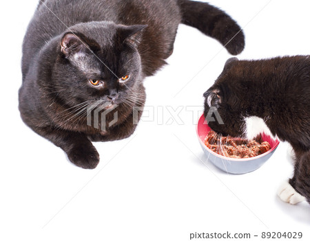 Scottish straight cats Scottish fold eating on a white background, isolated image Scottish straight cats Scottish fold eating on a white background, isolated image 89204029