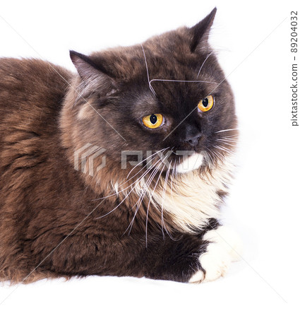 beautiful portrait of a close-up face of a long-haired Highland brown Scottish cat lying on a white background beautiful portrait of a close-up face of a long-haired Highland brown Scottish cat lying on a white background 89204032