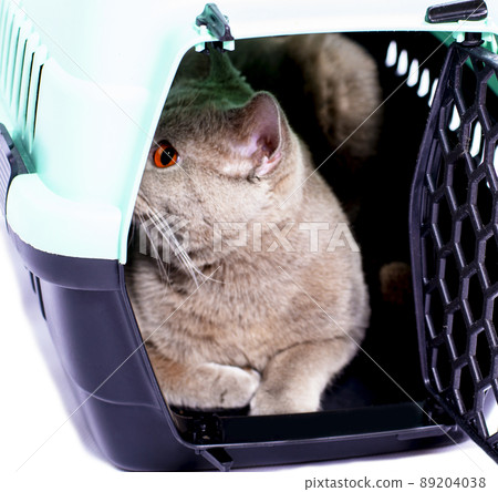 ready for transportation A Scottish cat looks out lying in a cat carrier, an isolated image 89204038