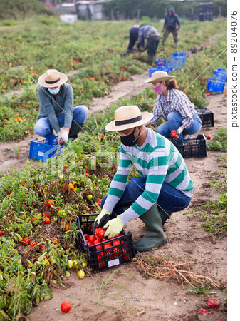 Farmers in protective masks together harvest tomatoes on field 89204076