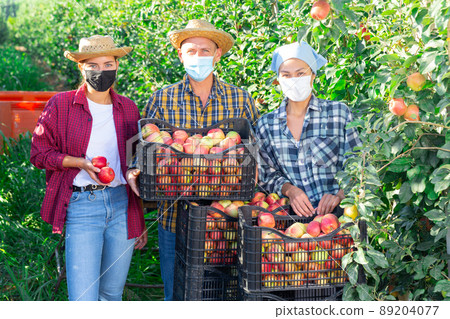 Farm workers in protective masks near boxes of harvested apples in orchard Farm workers in protective masks near boxes of harvested apples in orchard 89204077