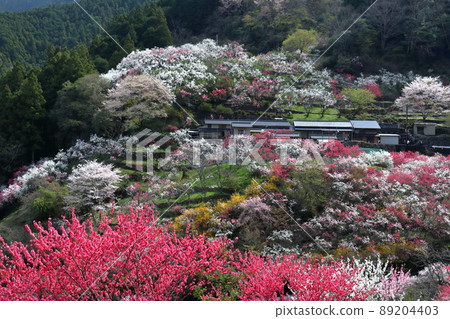 Kamikuki no Hanamomo Spring View (Niyodogawa Town, Kochi Prefecture) Kamikuki no Hanamomo Spring View (Niyodogawa Town, Kochi Prefecture) 89204403