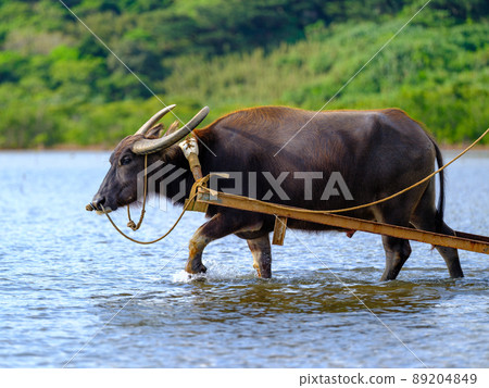 布法羅汽車 89204849