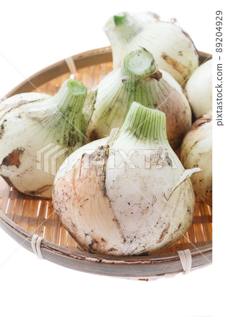 新洋蔥 新洋蔥 89204929